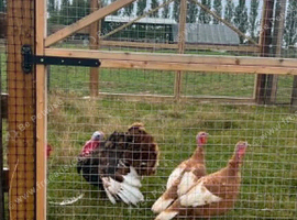 Turkeys available