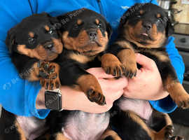Qualified Microchip implanter