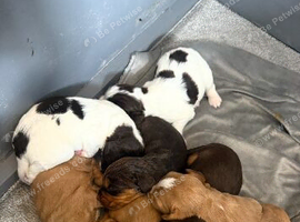 Stunning cocker spaniel pups