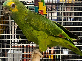 Variety Baby Amazon Parrots available