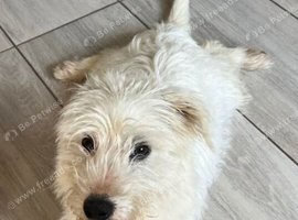 West highland terrier x Maltese boy