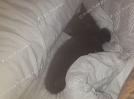 Boy kitten