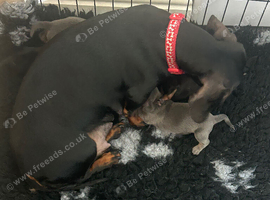 Dachshund puppies