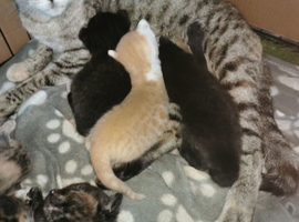 Bengal cross kittens