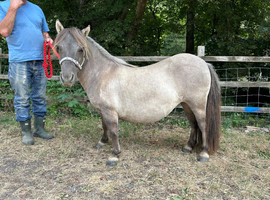Registered three year old standard shetland