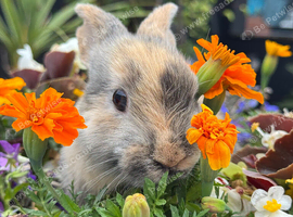 Harlequin buck bunny rabbit
