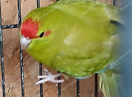 Kakariki hen Kakariki hen