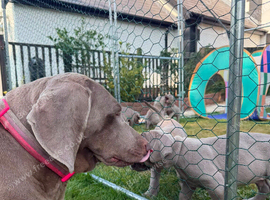 10 KC registered puppies for sale