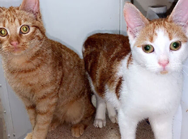 2 female kittens