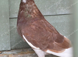 Birmingham Roller Pigeons