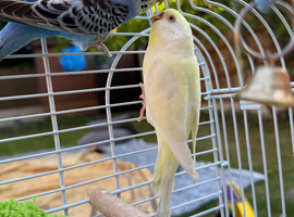 Bonded Pair Budgies