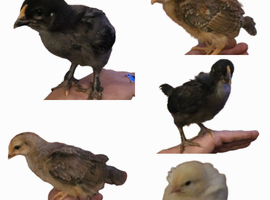 Mixed breed chicks for sale