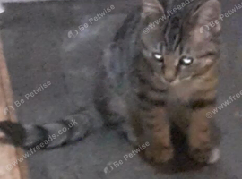bengal cross male kitten
