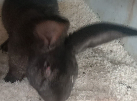 Continental giant rabbits