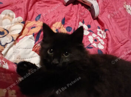 Onyx
