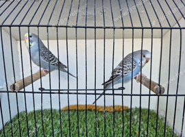 Baby Budgies.