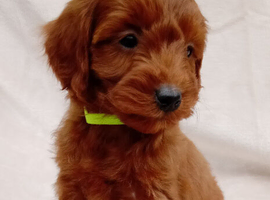 Cavapoo puppies