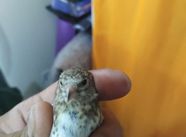 2026 grey goldfinches