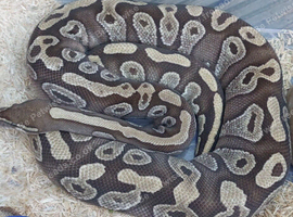Royal python
