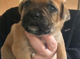 Bullmastiff cross puppies
