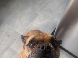 Bruce is looking for a new home.