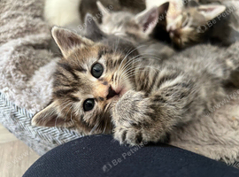 9 kittens available