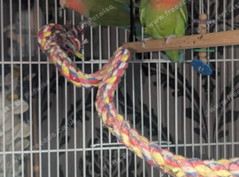 Breeding pair of love birds on eggs with cage