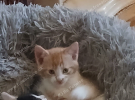 Kittens