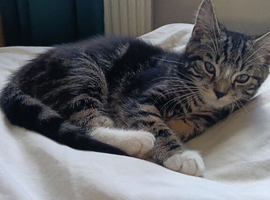 Beautiful kitten