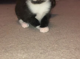 2 black and white kittens
