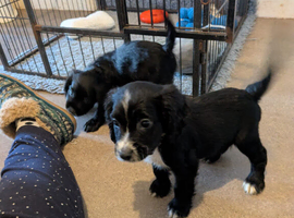 2 male black sprocker pups