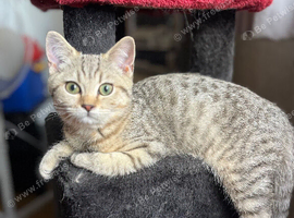 Gccf Handsome male British shorthair kitten