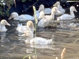 Appleyard cross Aylesbury Ducklings
