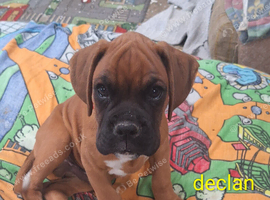 Kc registered boxer puppy 5 star licence