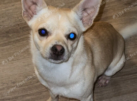 Male chihuahua puppy