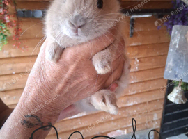 5 baby bunnies