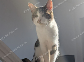 Beautiful Male Tabby Cat &ndash; Shado Looking for a Loving Home