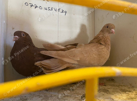 Serbian  pigeons