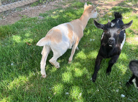 Pygmy X Female & Wether