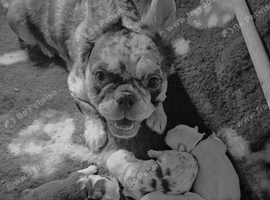 Fluffy french bulldogs