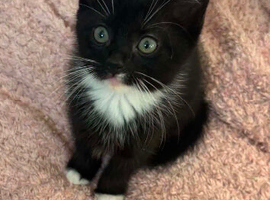 Kittens for sale