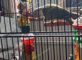 PINEAPPLE baby Conure (Only One left)