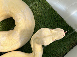 Snow glow Boa