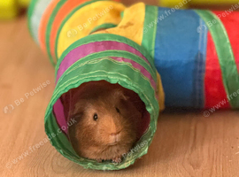 X2 guinea pigs free to a good home