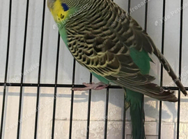 Lovley budgies
