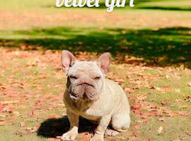 Big Rope Frenchie