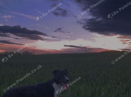 Collie bullgrey