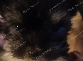 Gorgeous Yorkies litter of four teacups 3boys1girl available UPDATE only 2boys and the girl left now
