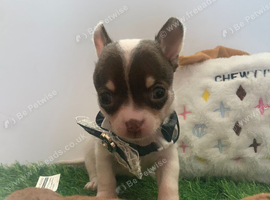 Tiny chihuahua puppies ready now ️