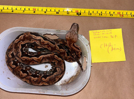 Madagascar ground boa